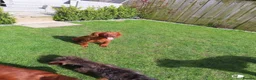 Cocker Spaniel dogs for sale: Working KC Registered Cocker Spaniel pups  - Advert 1