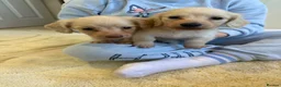 Miniature Dachshund dogs for sale: eeii Bright cream KC! Longhair miniature dachshund - Advert 7