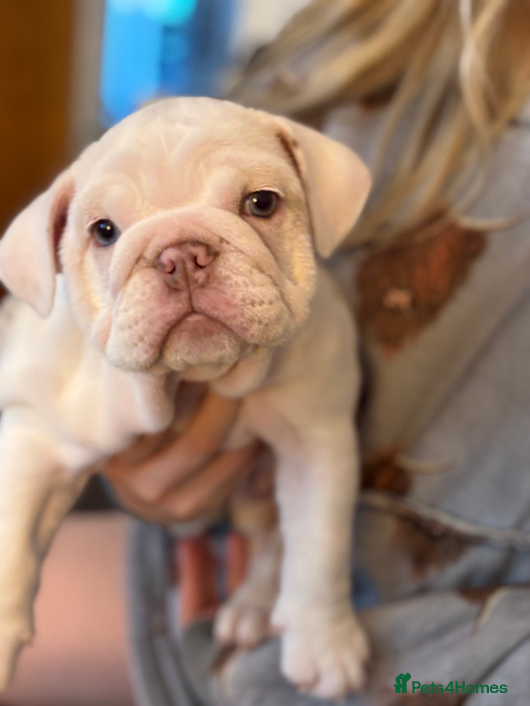 English Bulldog dogs for sale: British bulldog pups for sale - Advert 5