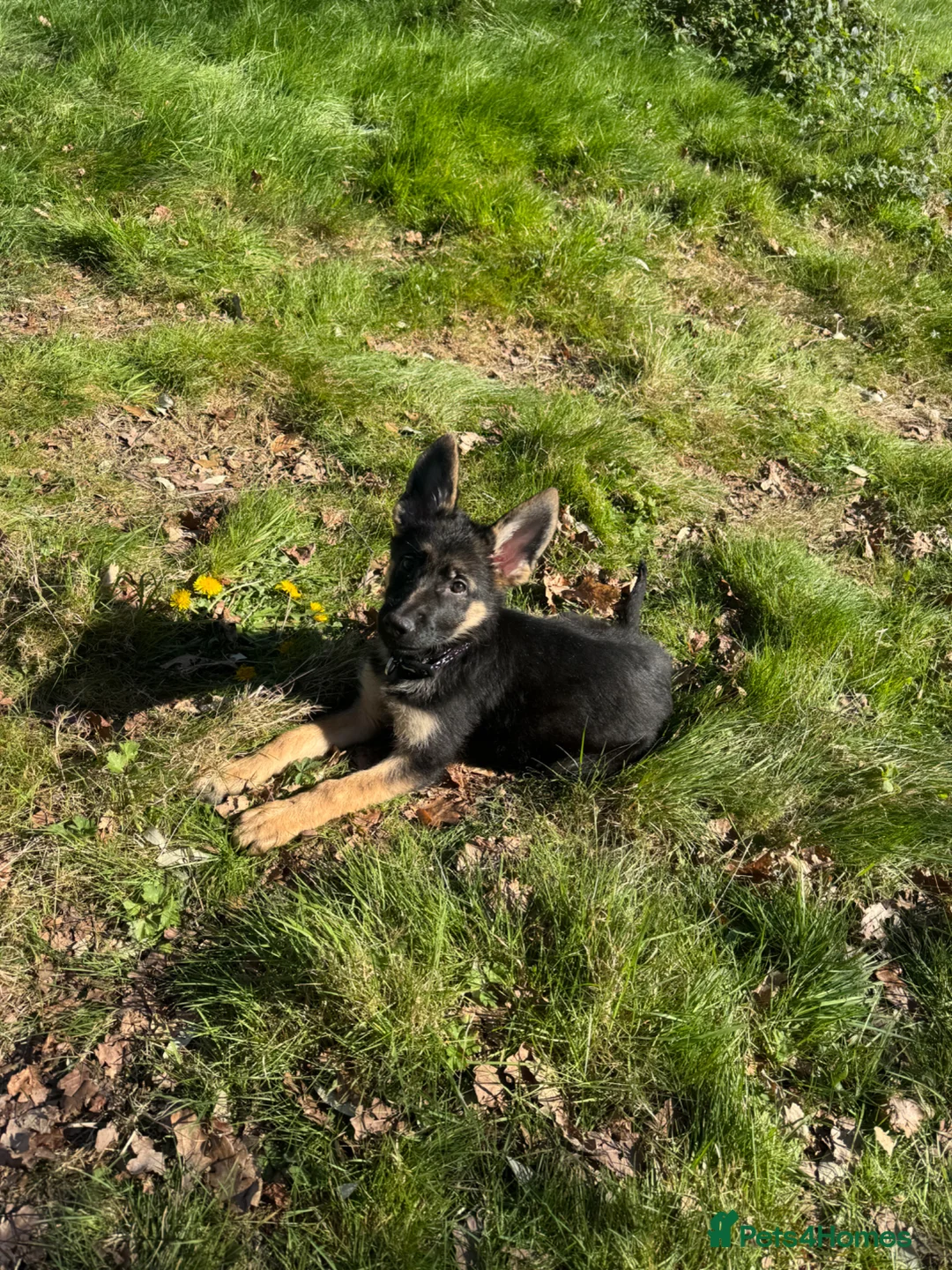 German Shepherd dogs for sale: 15 weeks German shepherd puppy  in Hook - Advert 2