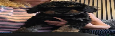Jackapoo 4