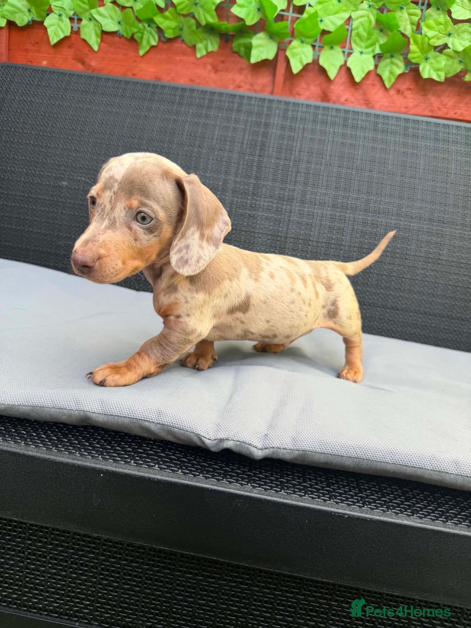 Miniature Dachshund dogs Miniature Dachshund - Advert 3