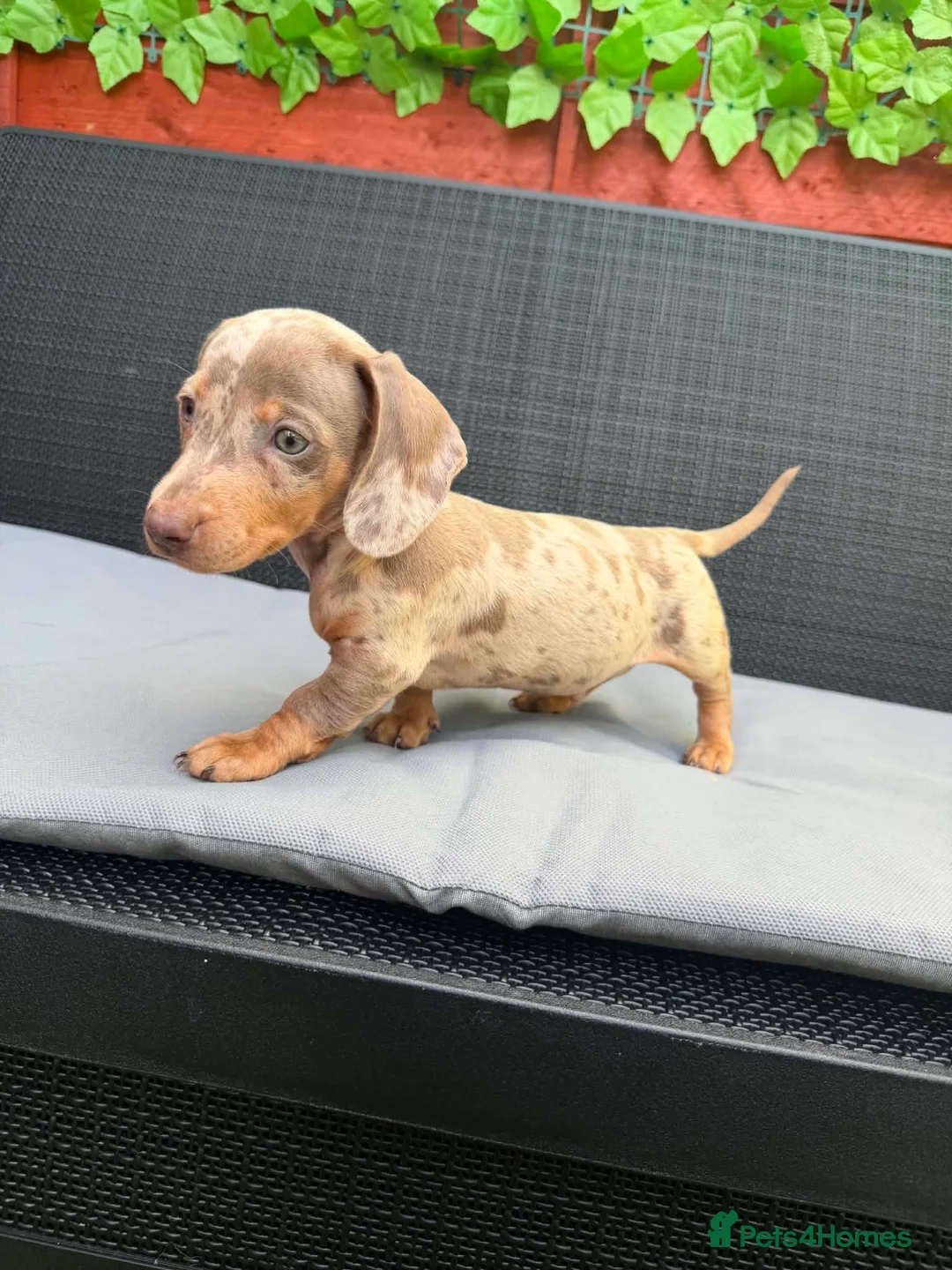 Miniature Dachshund dogs for sale: Miniature Dachshund - Advert 1