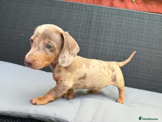 Miniature Dachshund dogs Miniature Dachshund - Advert 7