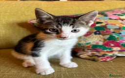 Mixed Breed cats for sale: 7 happy kittens ready for their new home - Image 6