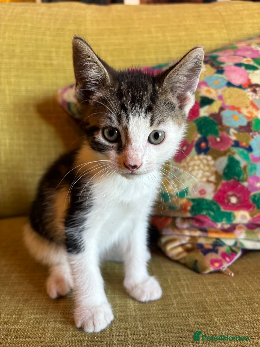 Mixed Breed cats for sale: 7 happy kittens ready for their new home - Image 6