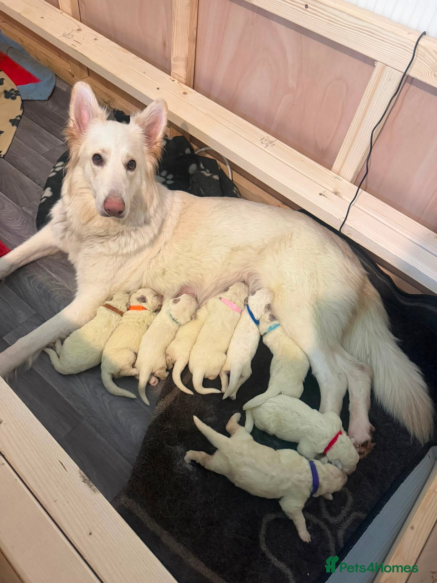 White Swiss Shepherd dogs Swiss white shepherds puppies  - Advert 1