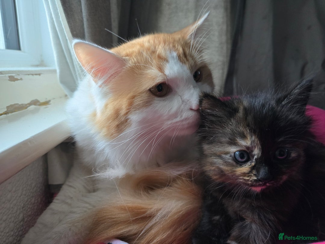 European cats for sale: Beautiful kittens  - Image 11