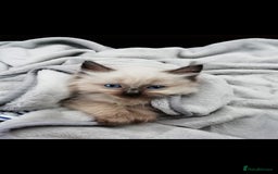Ragdoll cats for sale: Ragdoll babies - Image 1
