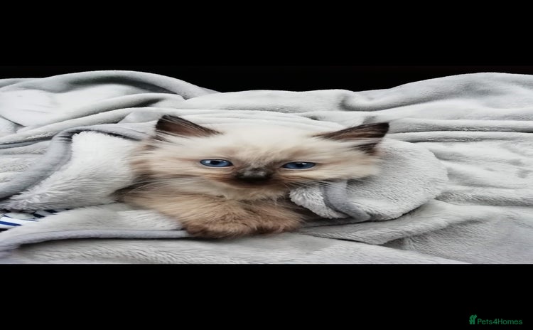 Ragdoll cats - Advert 7