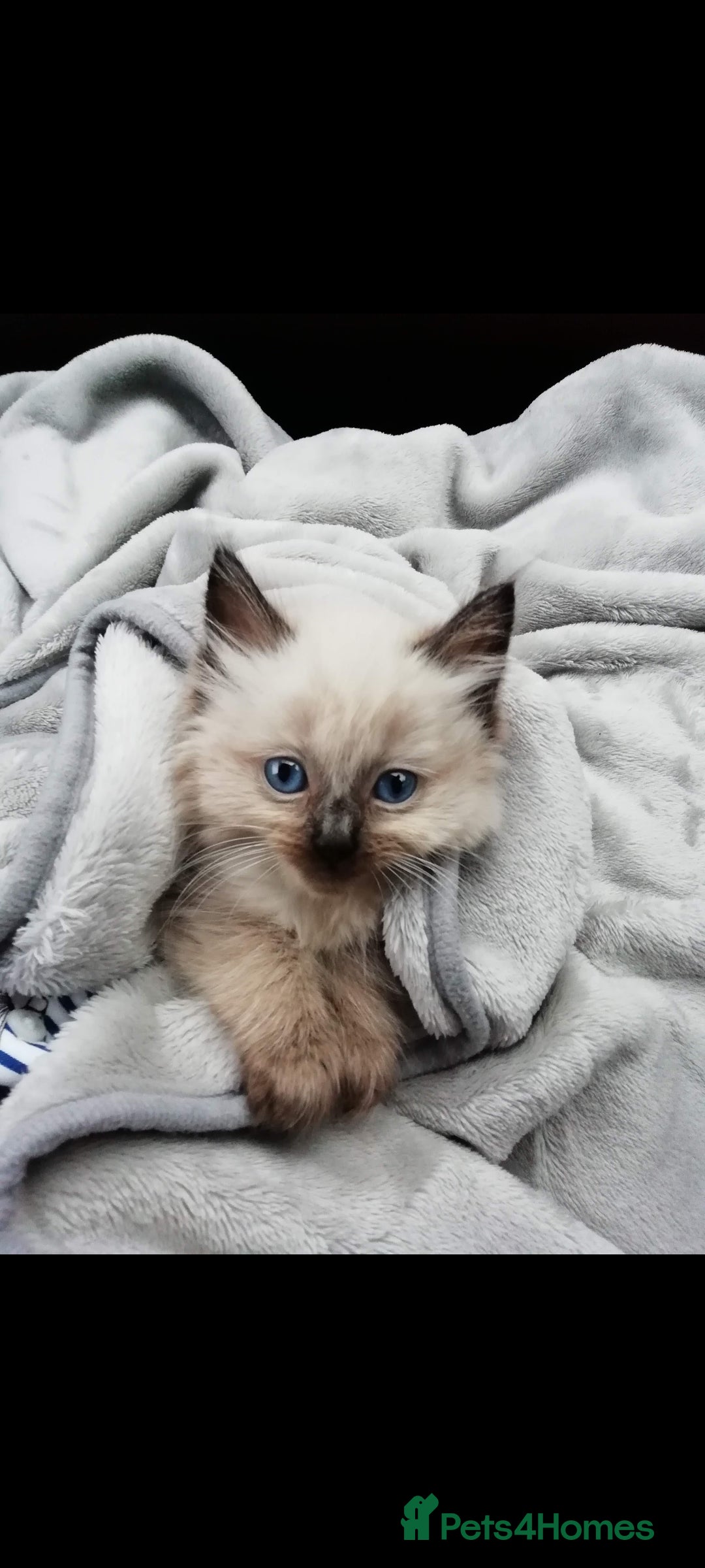 Ragdoll cats for sale: Ragdoll babies - Image 1