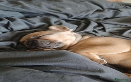 French Bulldog dogs for sale: Beautiful nature puppy 12 weeks old male  - Image 5