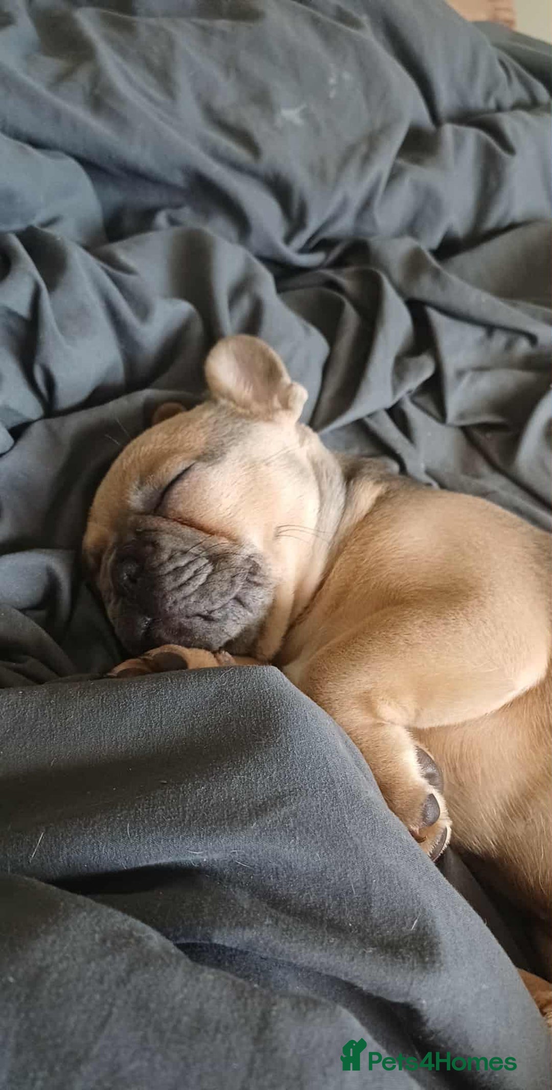 French Bulldog dogs for sale: Beautiful nature puppy 12 weeks old male  - Image 5