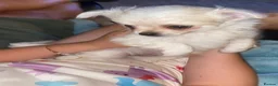 Pomchi dogs for sale: Gorgeous blonde male Pom-Chi puppy  - Advert 4