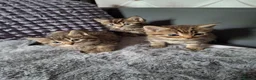 Mixed Breed cats for sale: 3 cutest females mixed bengal tabby kittens v - Advert 3