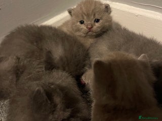 British Shorthair cats - Advert 15