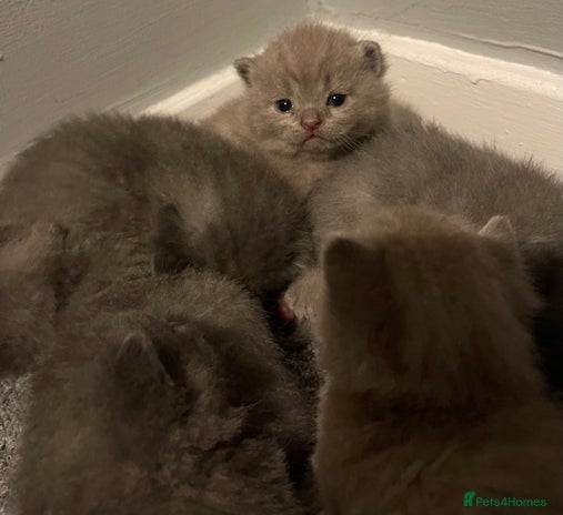 British Shorthair cats - Advert 8