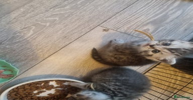 British Shorthair cats - Advert 8
