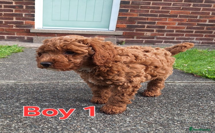 Cockapoo dogs - Advert 2
