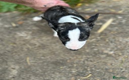 English Bull Terrier dogs for sale: English Bull Terrier Pups(Small Umbilical Hernias) - Image 3