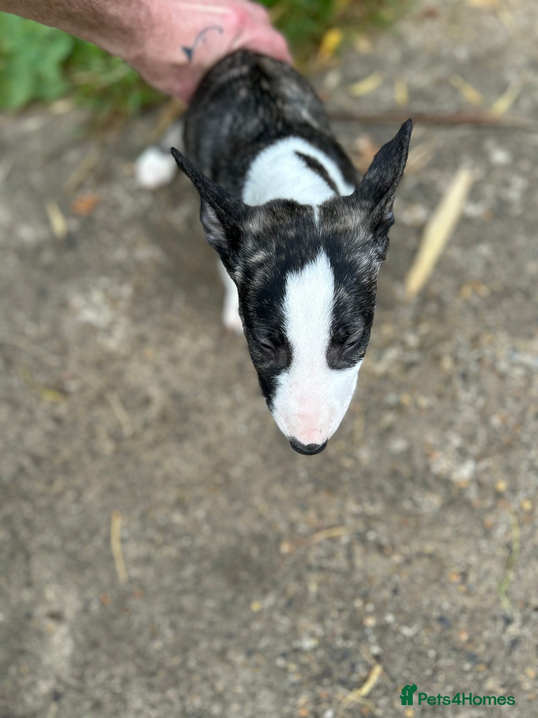 English Bull Terrier dogs for sale: English Bull Terrier Pups(Small Umbilical Hernias) - Image 3