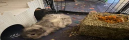 Guinea Pig rodents for sale: pretty boys  - Advert 5