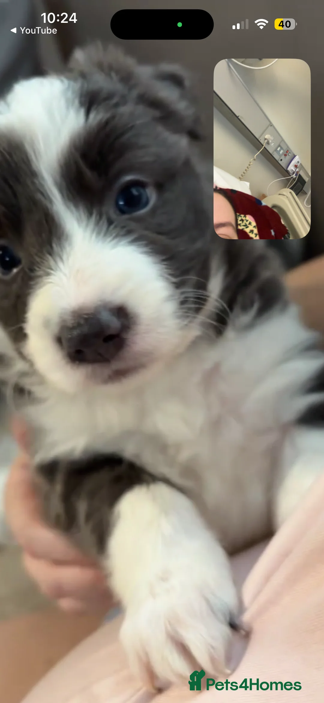 Border Collie dogs for sale: 4 border collie puppies - Advert 5