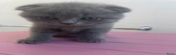 Scottish Fold cats for sale: 3 Scottish Fold kittens  - Advert 8