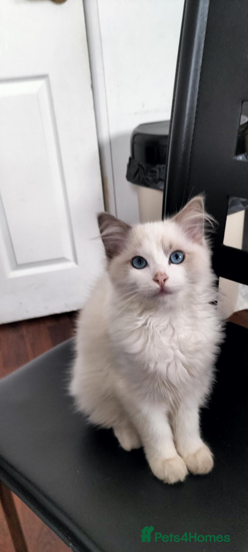 Ragdoll cats Stunning ragdoll kittens looking for new homes - Advert 8