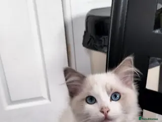 Ragdoll cats Stunning ragdoll kittens looking for new homes - Advert 8