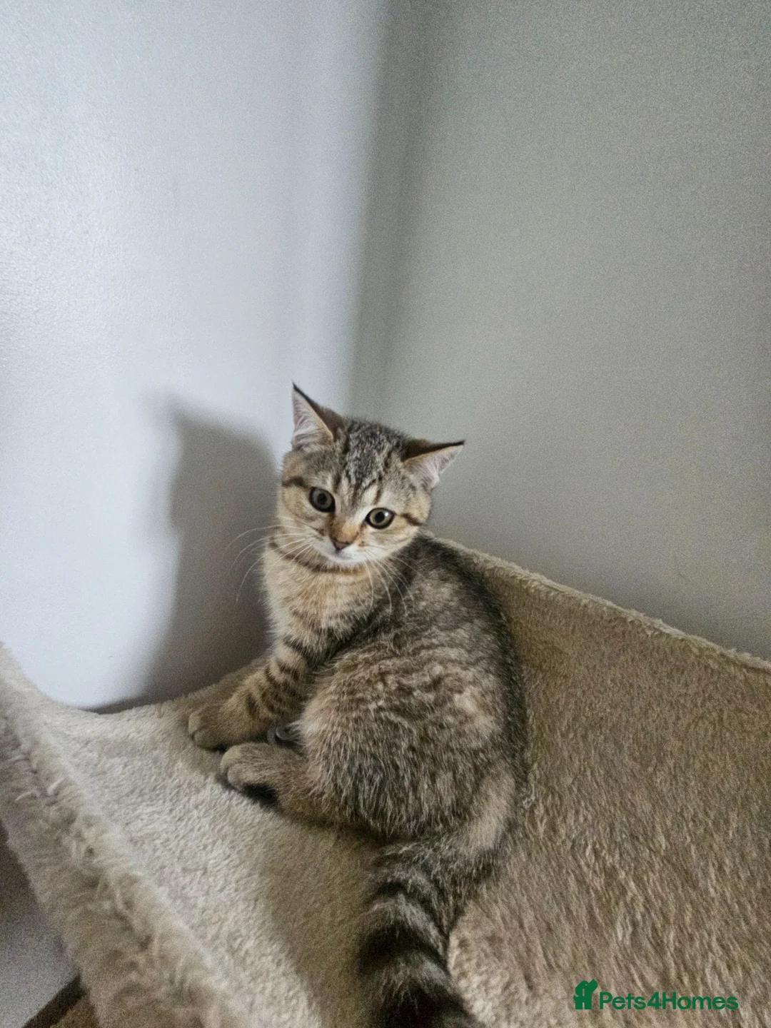 British Shorthair cats for sale: British Shorthair kittens! 2 LEFT!  - Advert 2