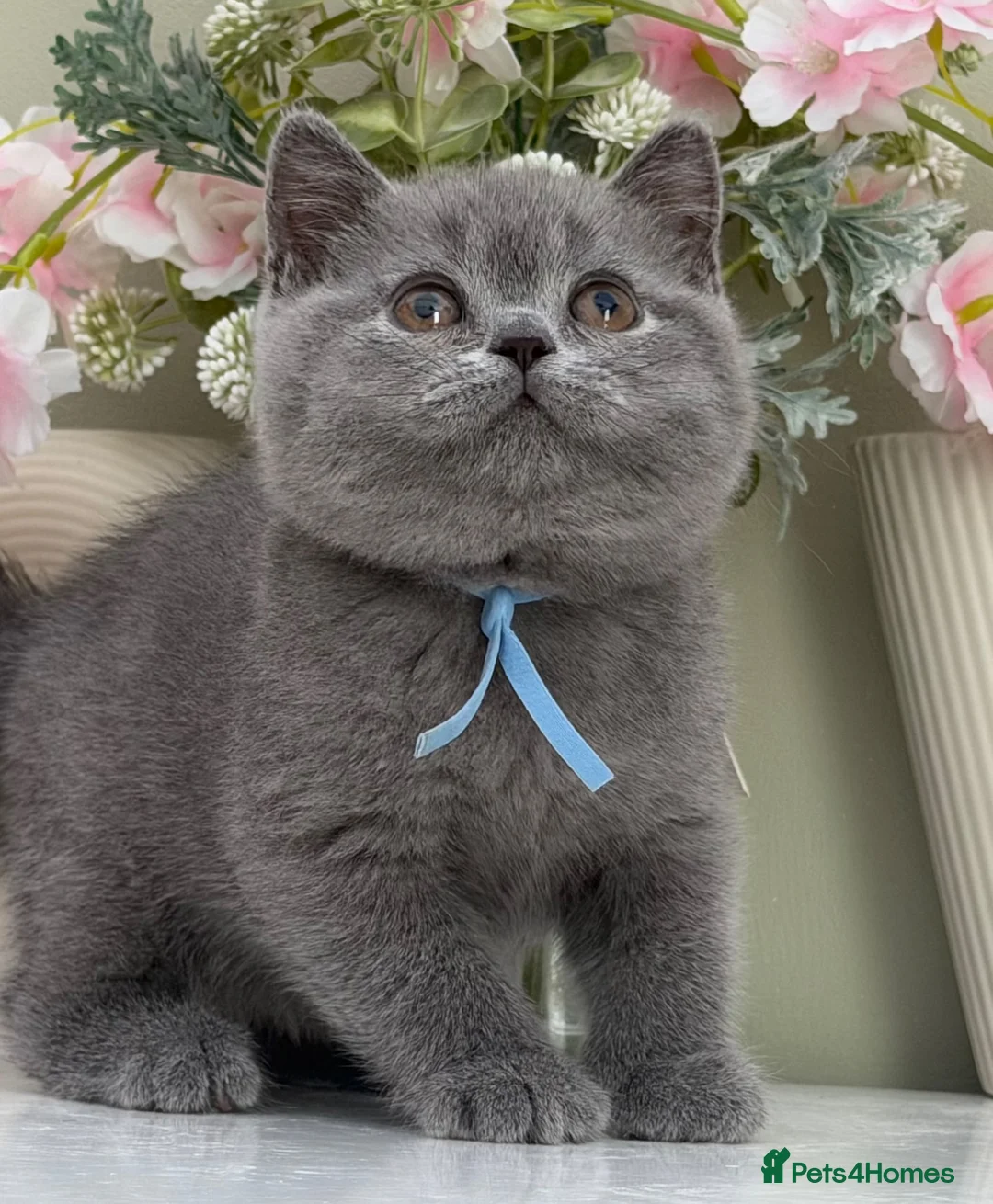 British Shorthair cats for sale: Gorgeous British Kittens - Advert 2