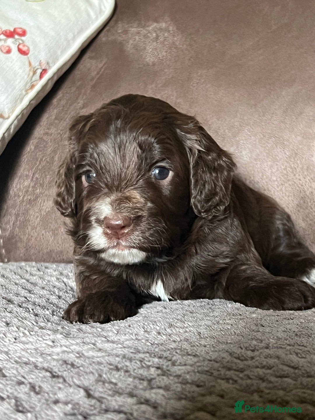 Cockapoo dogs for sale: F1 Cockapoos 5⭐️ Licensed Breeder Fully DNA Tested - Advert 4