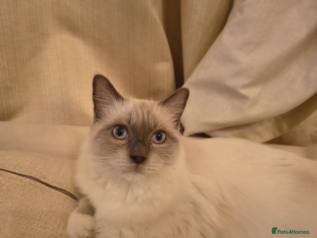 Ragdoll cats for sale: PEDIGREE RAGDOLL TICA REGISTERED - Image 6