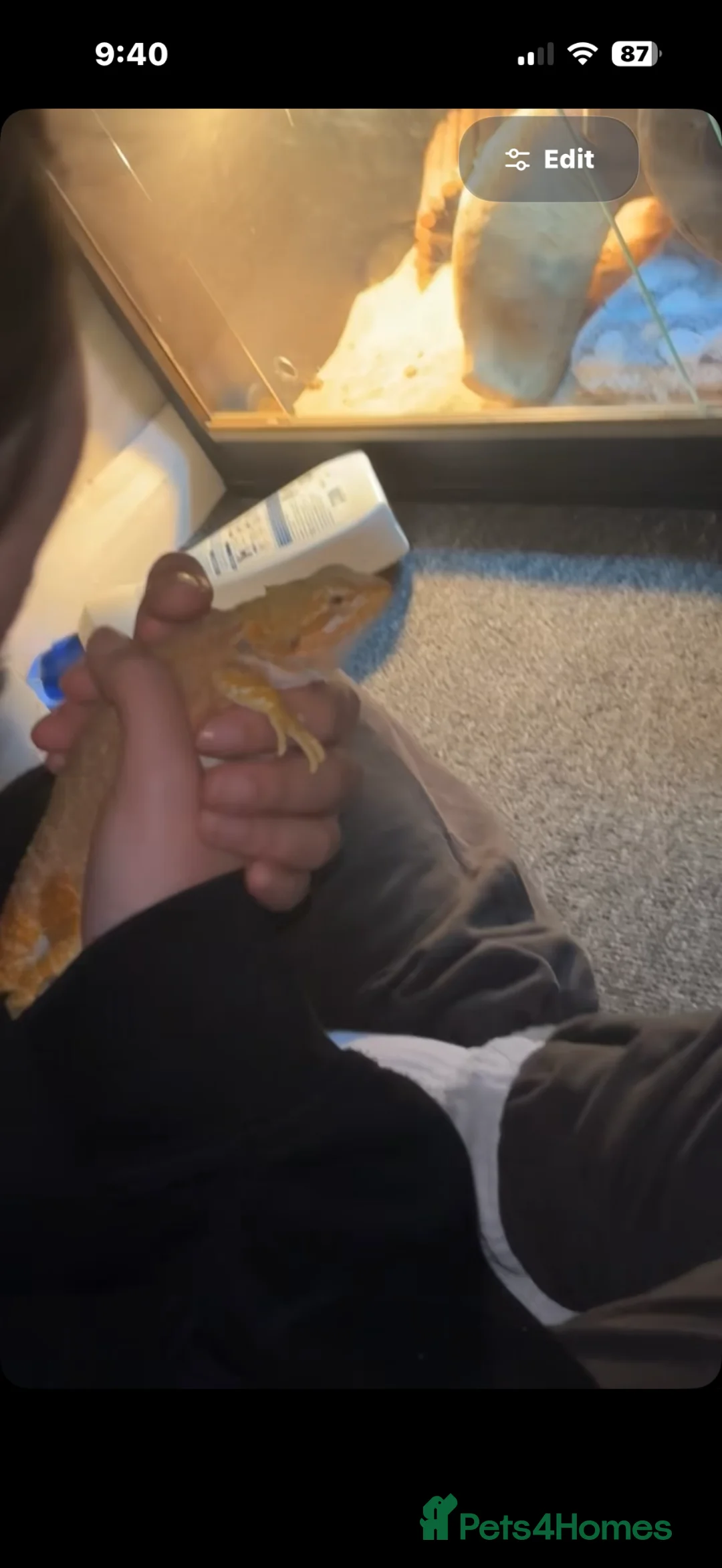 Bearded Dragon reptiles for sale: Bearded dragon  - Advert 5