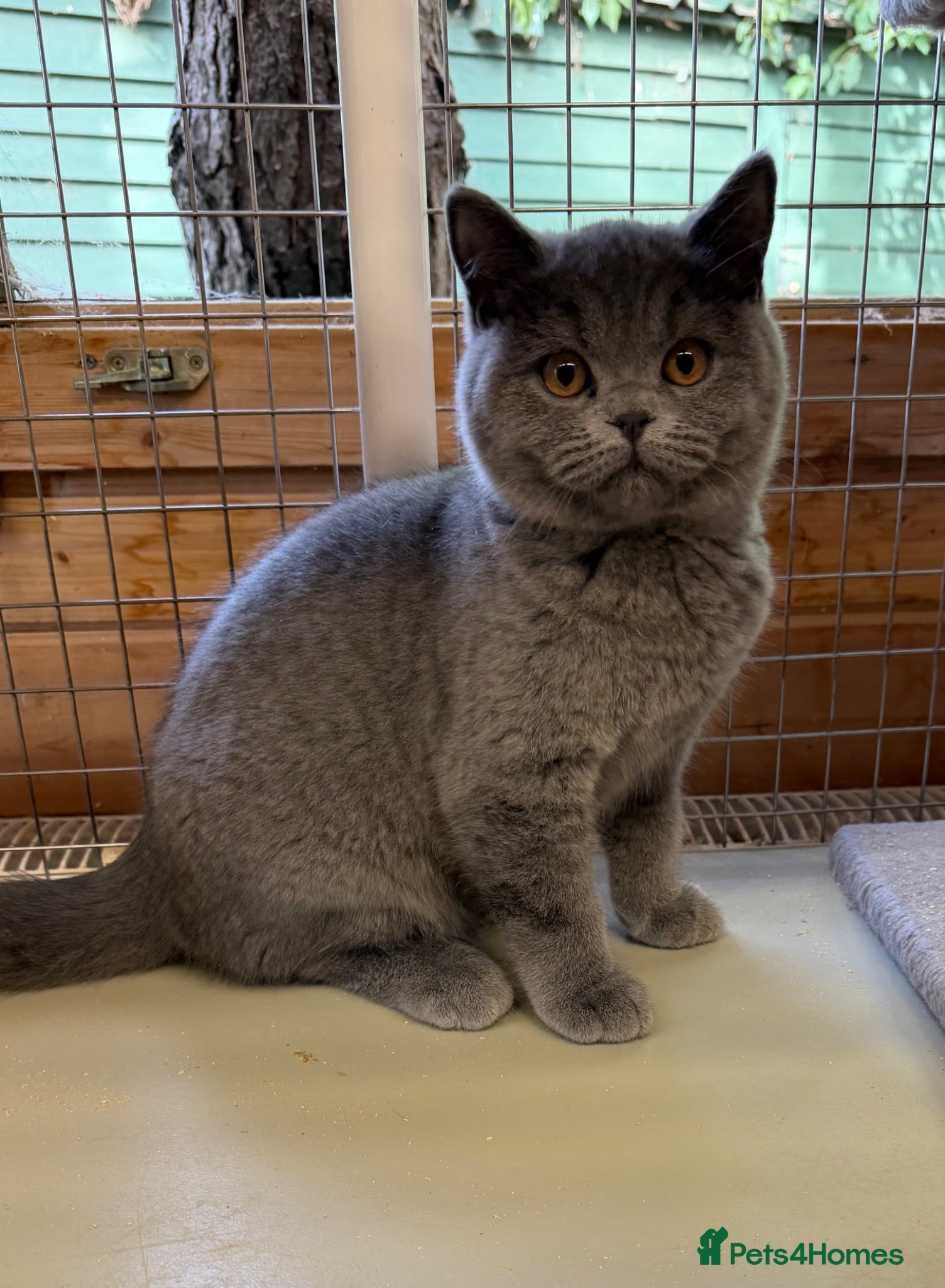 British Shorthair cats Blue BSH kittens (Ready to leave) - Advert 1