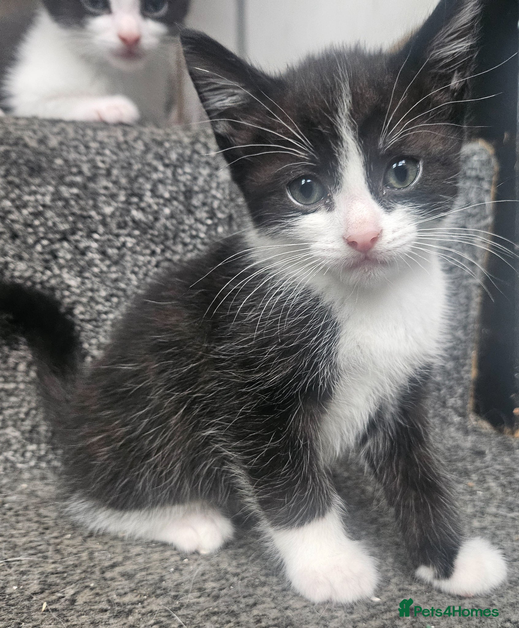 Mixed Breed cats Kittens - ready 11th June - Advert 12
