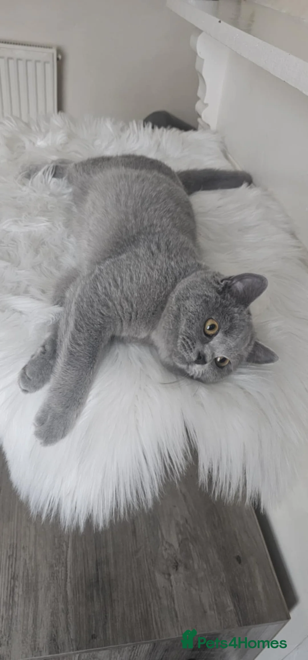 British Shorthair cats for sale: British Shorthair GCCF - Advert 3