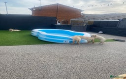 Golden Retriever dogs for sale: Beautiful KC reg Fluffy Golden Retriever Puppies - Image 22