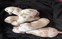 Cocker Spaniel dogs for sale: Show Cocker Spaniel Puppies  - Image 4