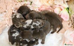 Miniature Dachshund dogs for sale: KC Miniature Dachshund Puppies - Image 10