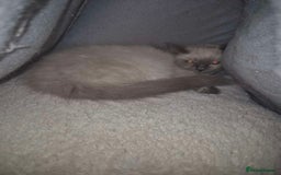 Ragdoll cats for sale: 4 ragdolls ready to leave now  - Image 6