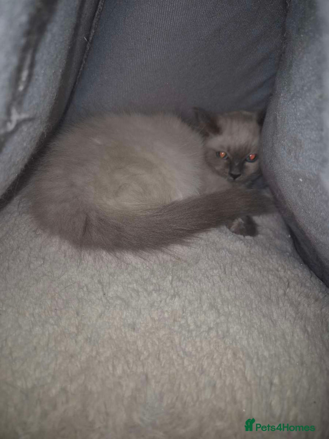 Ragdoll cats for sale: 4 ragdolls ready to leave now  - Image 6