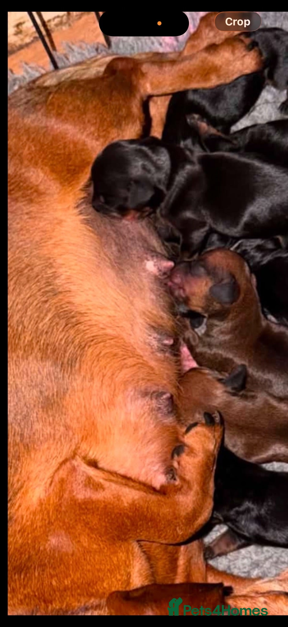 Dachshund dogs Mini dachshund puppys - Advert 1