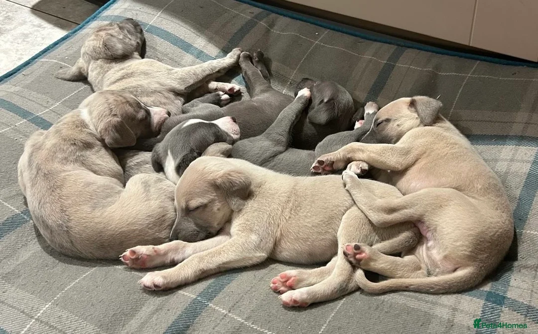 Whippet dogs for sale: Whippet Puppies - Advert 2