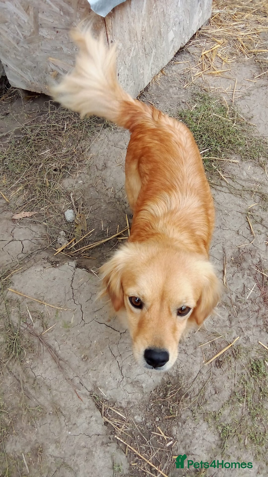 Mixed Breed dogs for adoption: MARA - a Beautiful Little Girl, for a Loving Home - Advert 2
