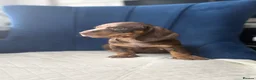 Miniature Dachshund dogs for sale: Miniature Dachshunds  - Advert 10