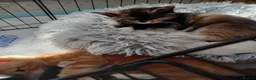 Mixed Breed cats for sale: 3 kittens left for sale - Advert 4