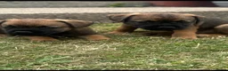 Border Terrier dogs for sale: Border terrier puppies  - Advert 3
