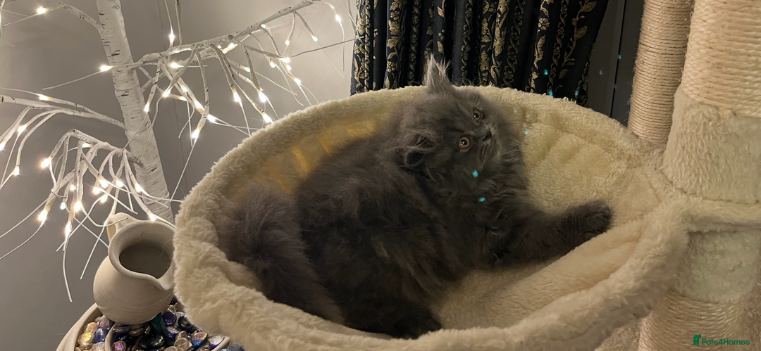 Persian cats for sale: Ready Now 2 Boys/1 Girl Persian Fluff Monsters - Image 27